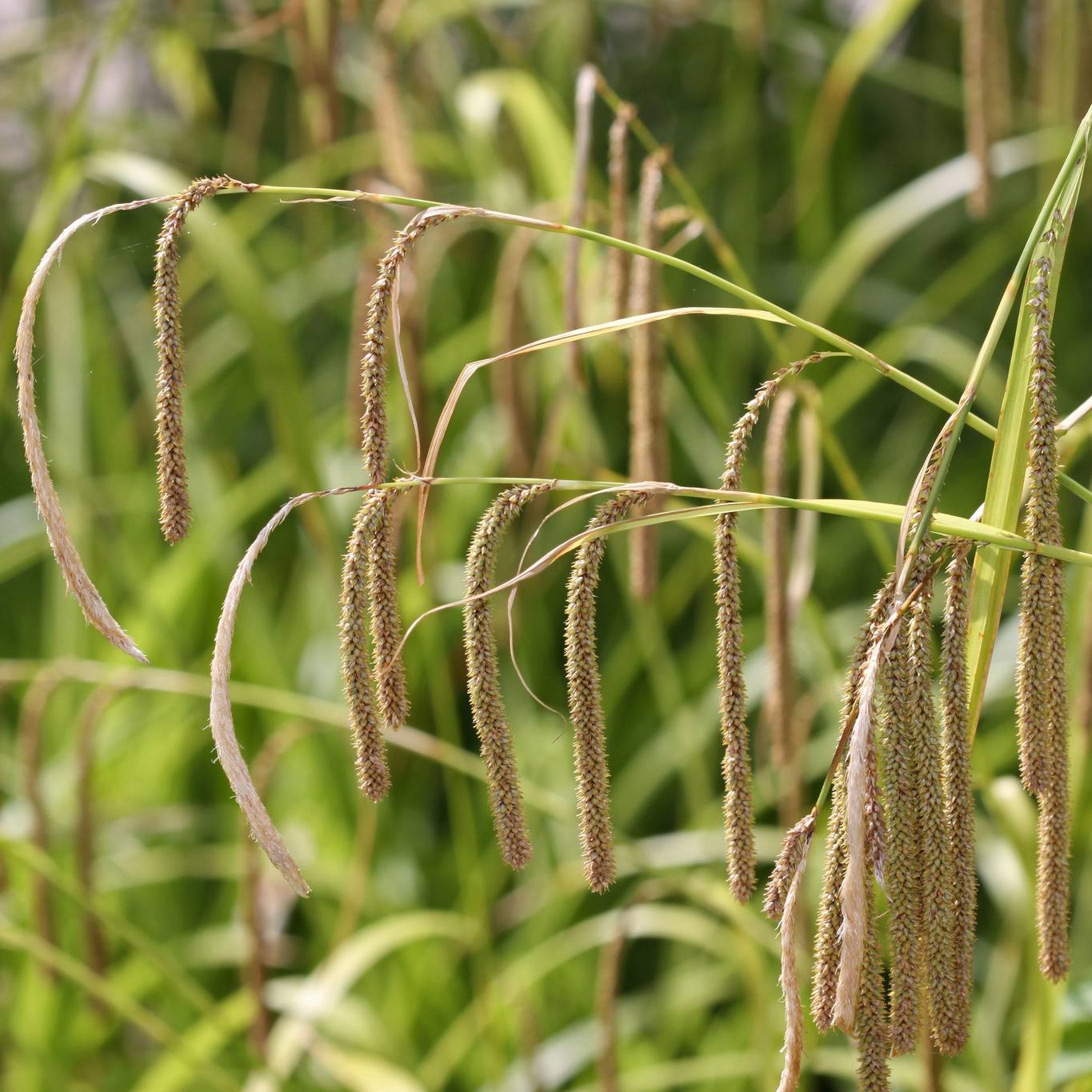 Promesse de Fleurs - Carex pendula - Laîche pendante Pot de 2L/3L