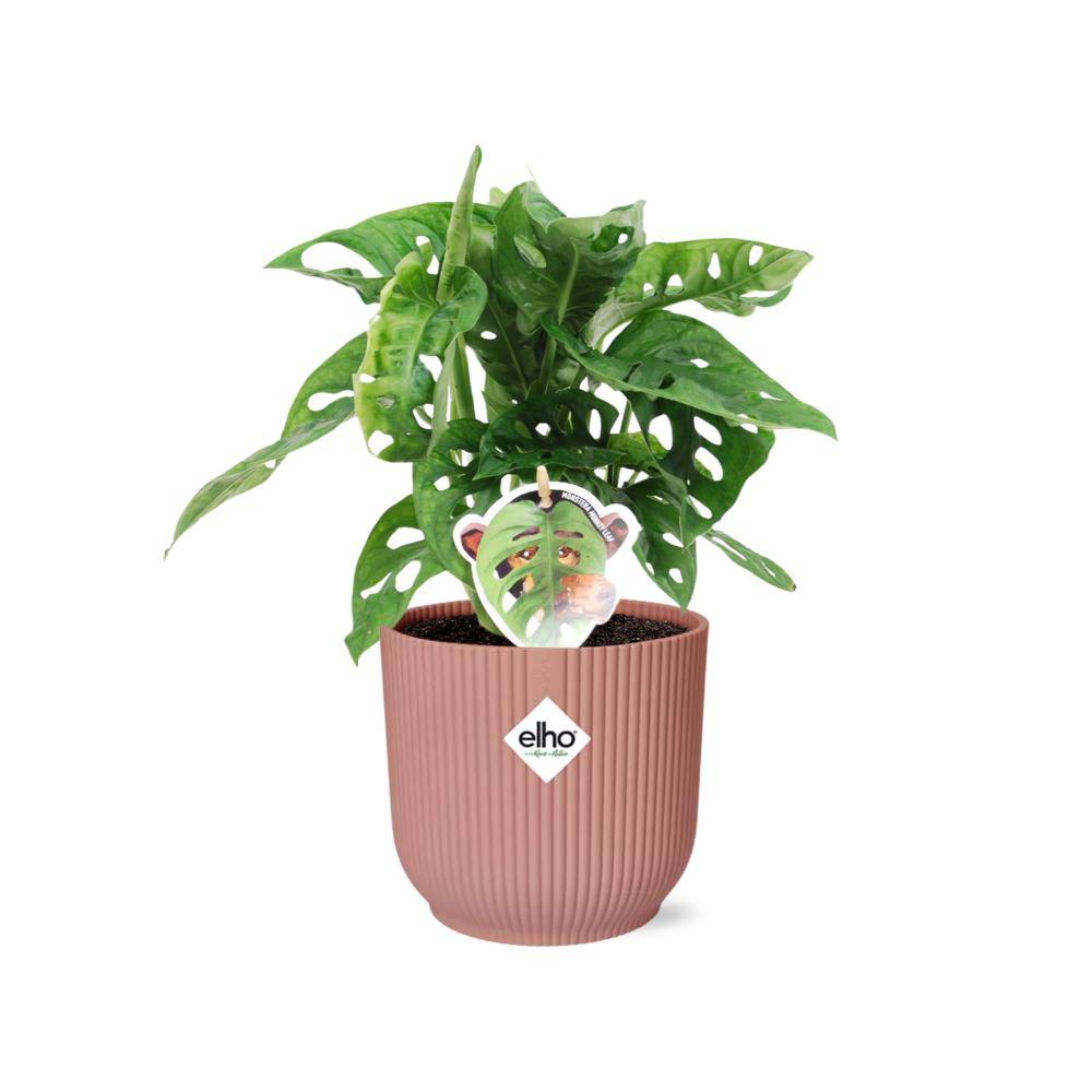 Monstera 'Monkey Leaf' 14cm Rose - H30cm - Image 1