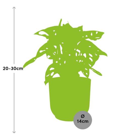 Monstera 'Monkey Leaf' 14cm Rose - H30cm - Image 3