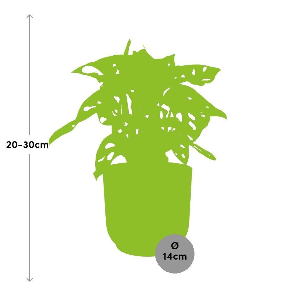 Monstera 'Monkey Leaf' 14cm Rose - H30cm - Image 3