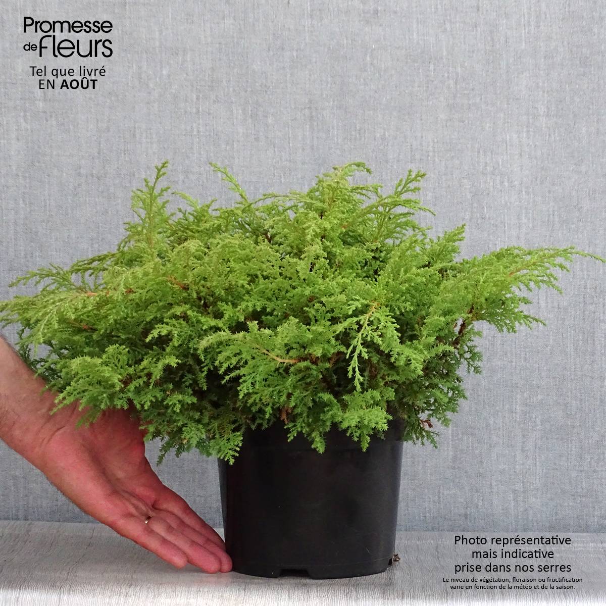 Cyprès rampant de Sibérie (Microbiota decussata) : taille, bouturage