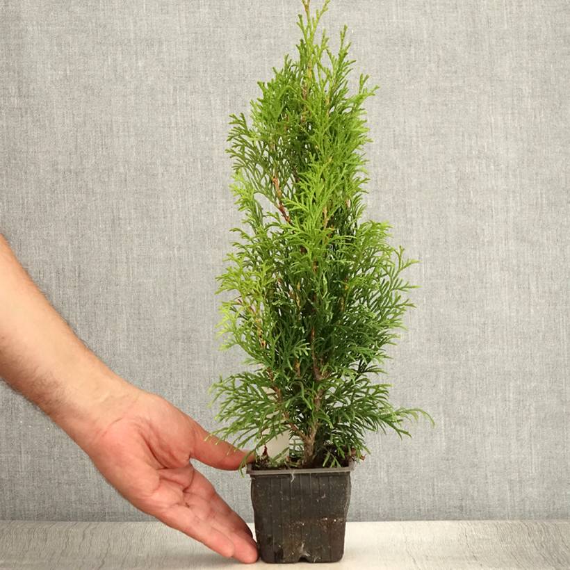 Thuya du Canada - Thuja occidentalis Smaragd Godet de 8/9 cm - Image 2