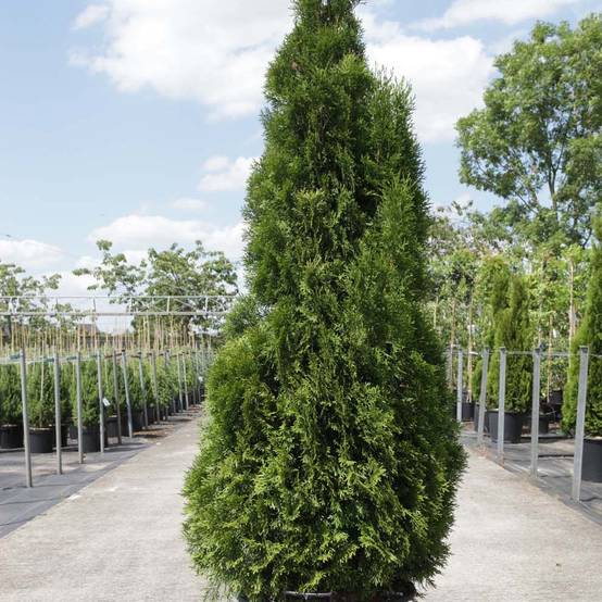 Thuya du Canada - Thuja occidentalis Smaragd Godet de 8/9 cm - Image 1