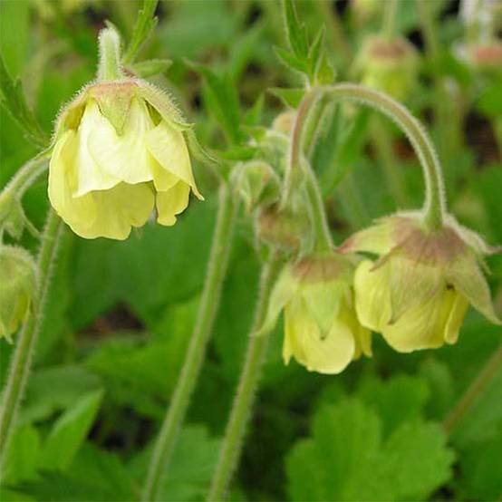 Geum Lemon Drops - Benoîte Godet de 8/9 cm