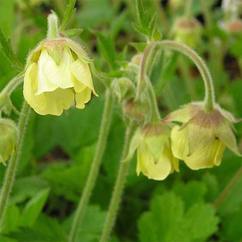 Geum Lemon Drops - Benoîte Godet de 8/9 cm