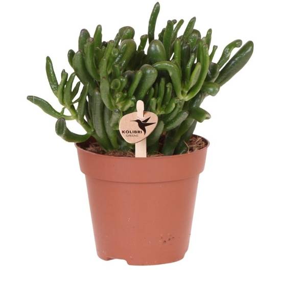 Succulente Crassula Hobbit - Ø12cm - ↕26cm - Plantes d'intérieur - Image 1