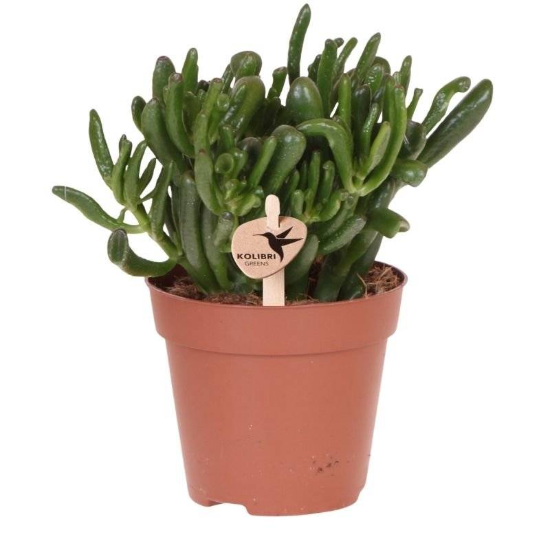 Succulente Crassula Hobbit - Ø12cm - ↕26cm - Plantes d'intérieur - Image 1