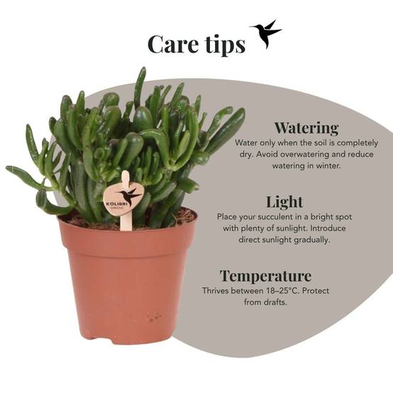 Succulente Crassula Hobbit - Ø12cm - ↕26cm - Plantes d'intérieur - Image 3