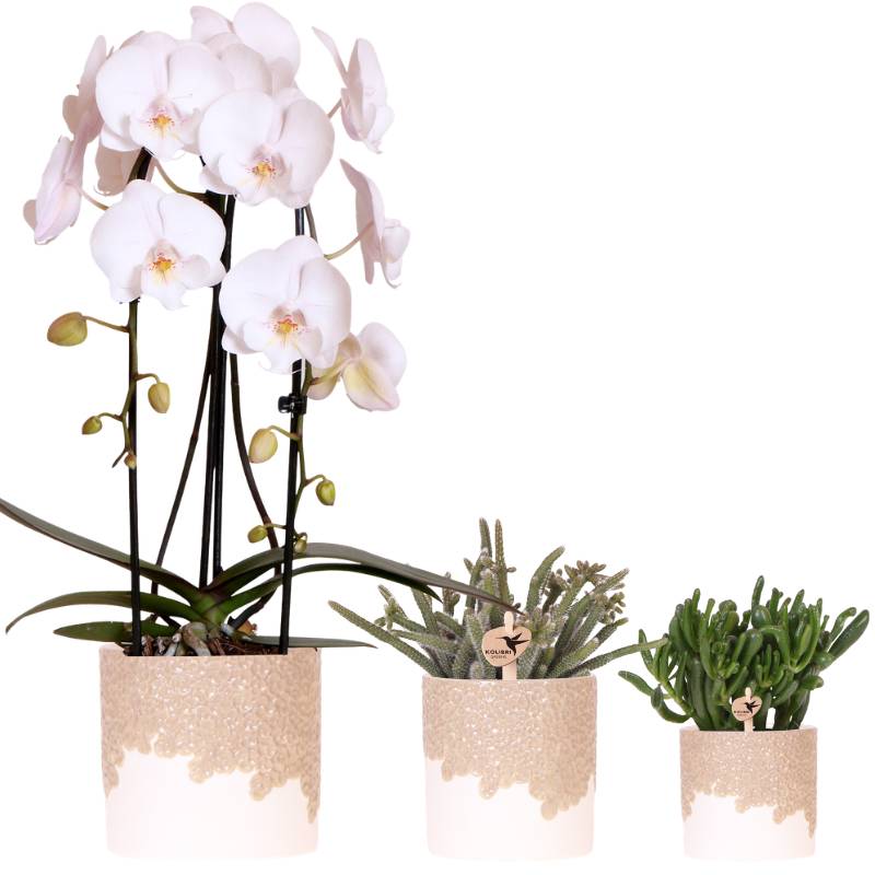 Orchidées - Image 4