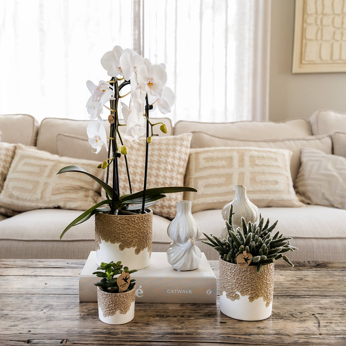 Orchidées - Image 3