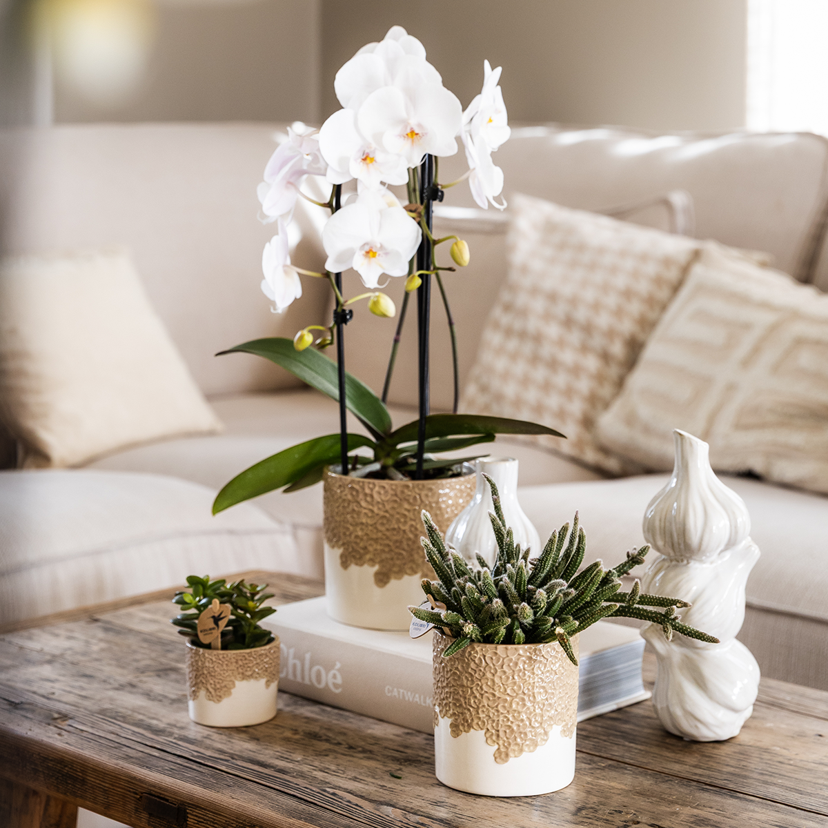 Orchidées - Image 1