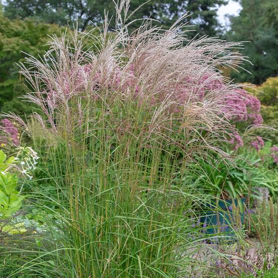 Miscanthus sinensis Flamingo - Eulalie - Roseau de Chine Godet de 8/9 cm