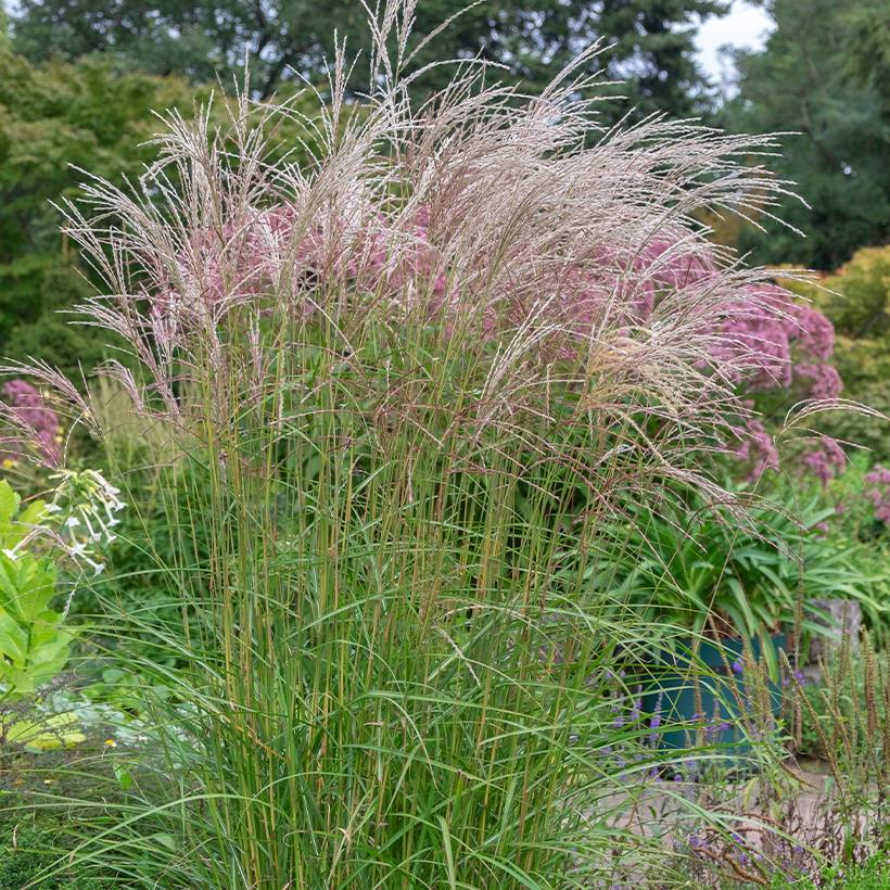 Miscanthus sinensis Flamingo - Eulalie - Roseau de Chine Godet de 8/9 cm