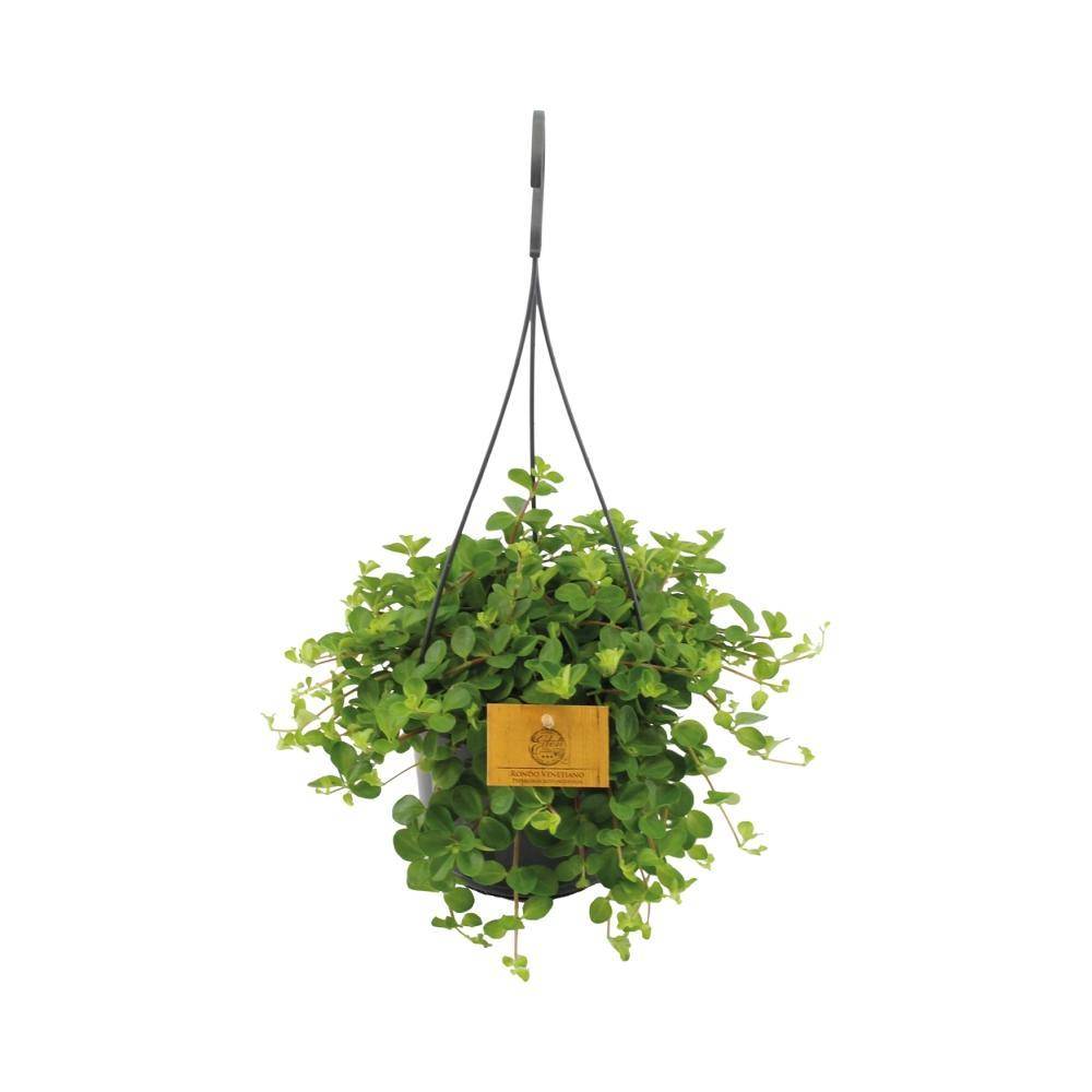 Peperomia Rotundifolia - D15 H25cm