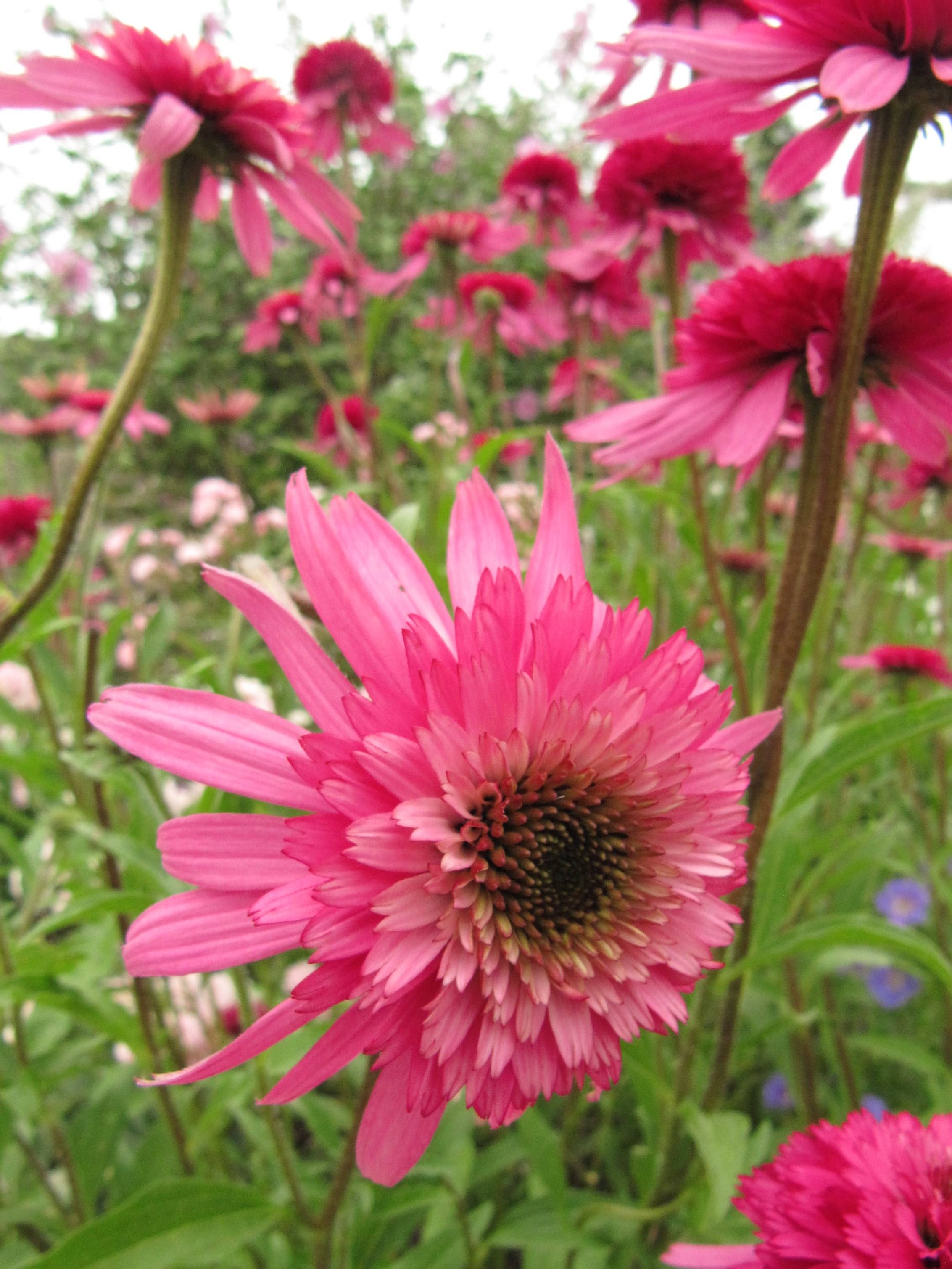 Promesse de Fleurs - Echinacea Southern Belle - Echinacée Godet de 8/9 cm - Image 2