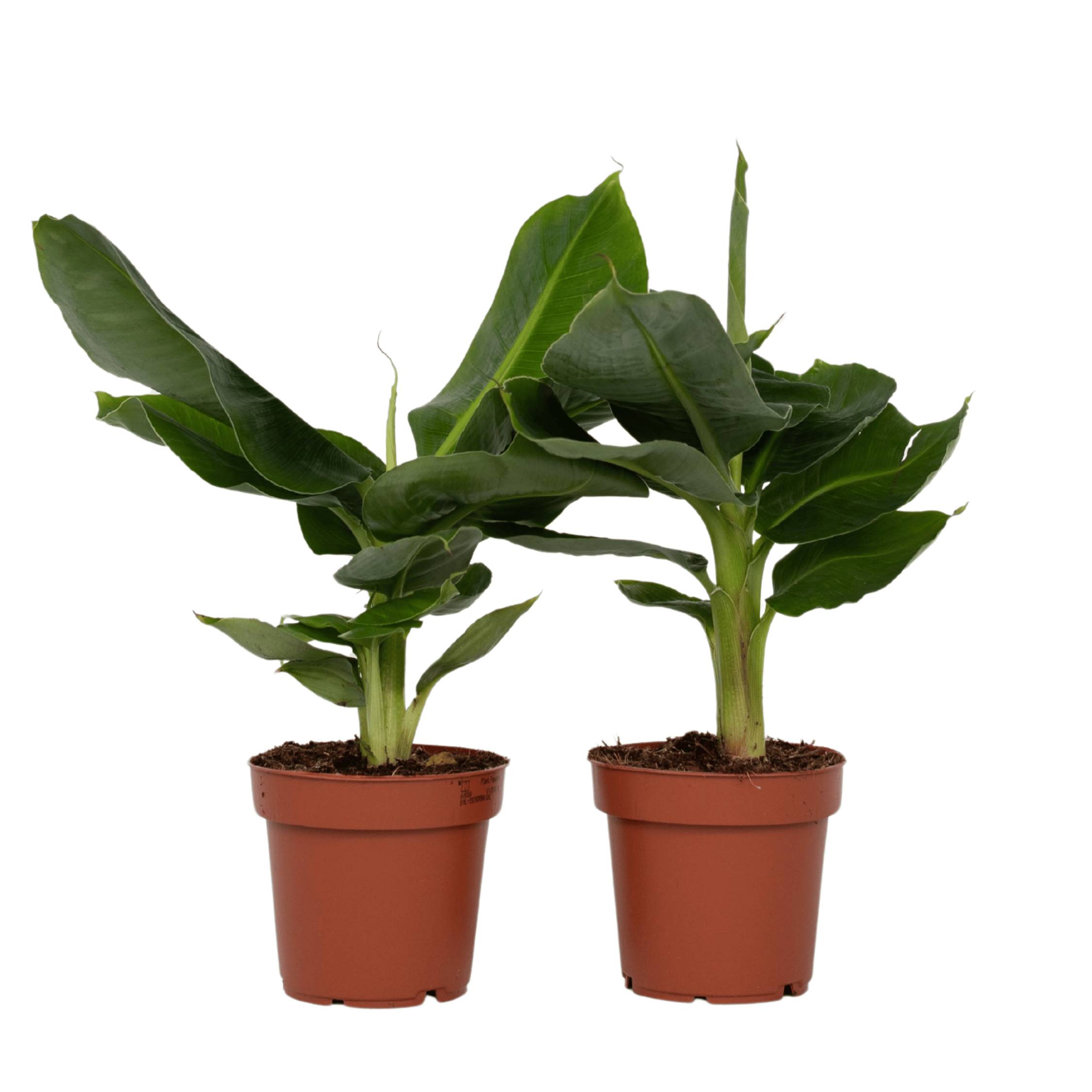 Plant In A Box - Bananaier nain - Set de 2 - Musa 'Oriental Dwarf' - Hauteur 25-40cm - ⌀12cm - Image 1