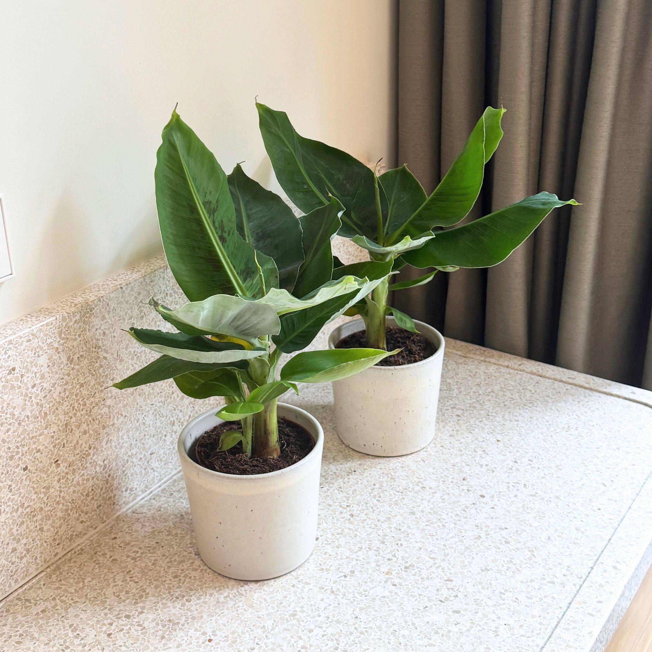 Plant In A Box - Bananaier nain - Set de 2 - Musa 'Oriental Dwarf' - Hauteur 25-40cm - ⌀12cm - Image 2