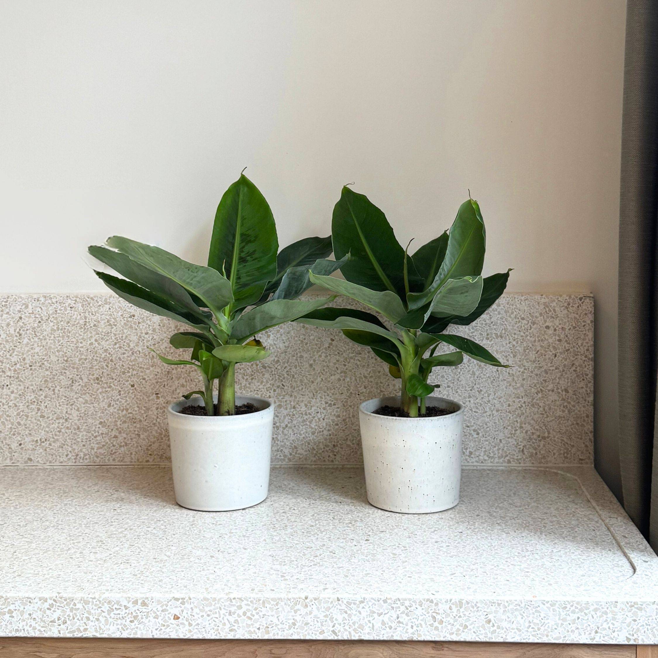 Plant In A Box - Bananaier nain - Set de 2 - Musa 'Oriental Dwarf' - Hauteur 25-40cm - ⌀12cm - Image 3