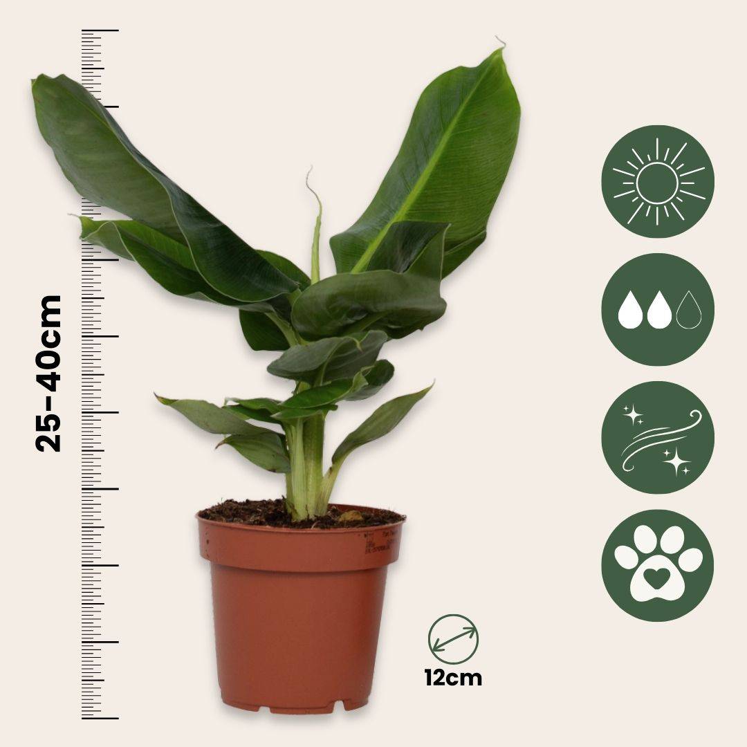 Plant In A Box - Bananaier nain - Set de 2 - Musa 'Oriental Dwarf' - Hauteur 25-40cm - ⌀12cm - Image 6