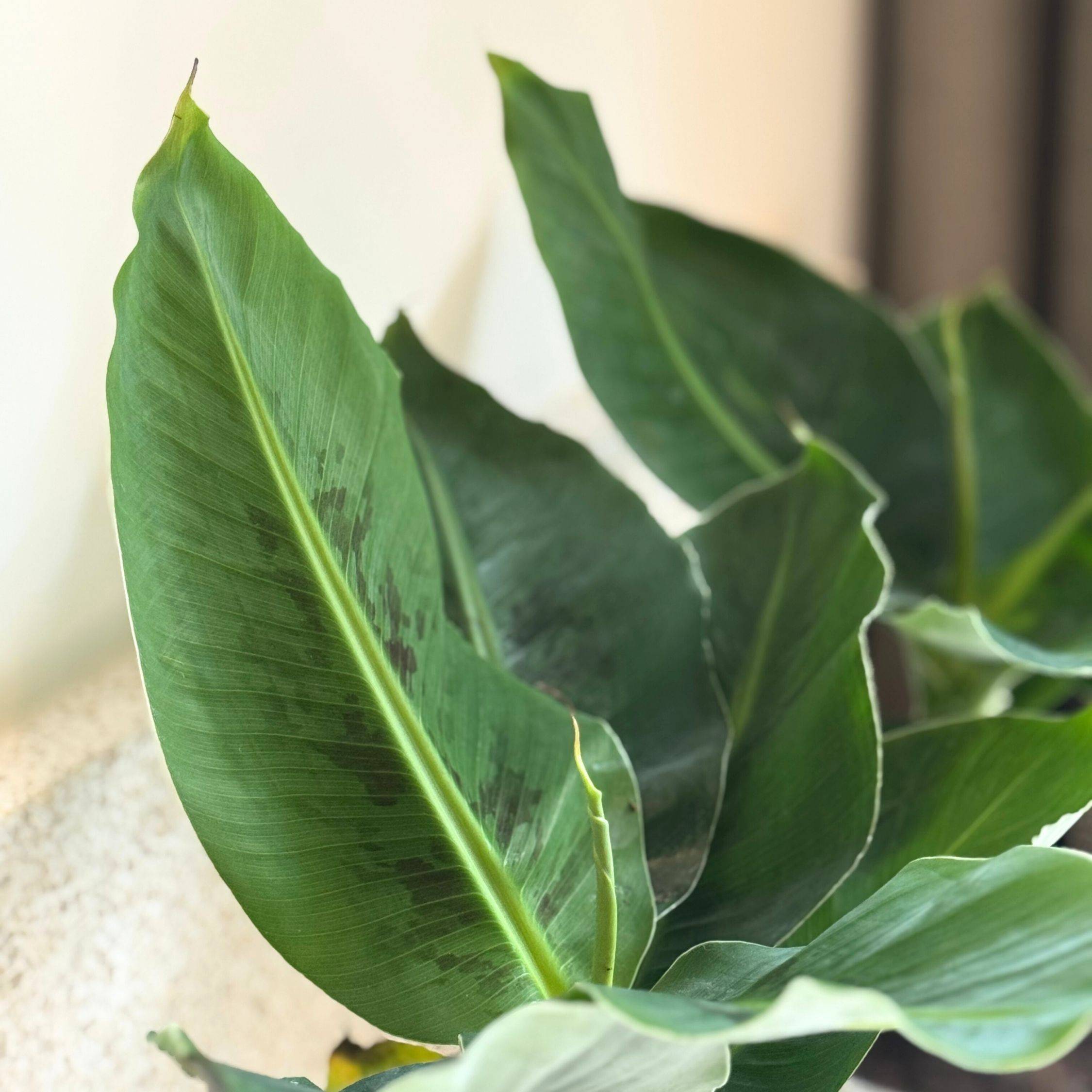 Plant In A Box - Bananaier nain - Set de 2 - Musa 'Oriental Dwarf' - Hauteur 25-40cm - ⌀12cm - Image 4