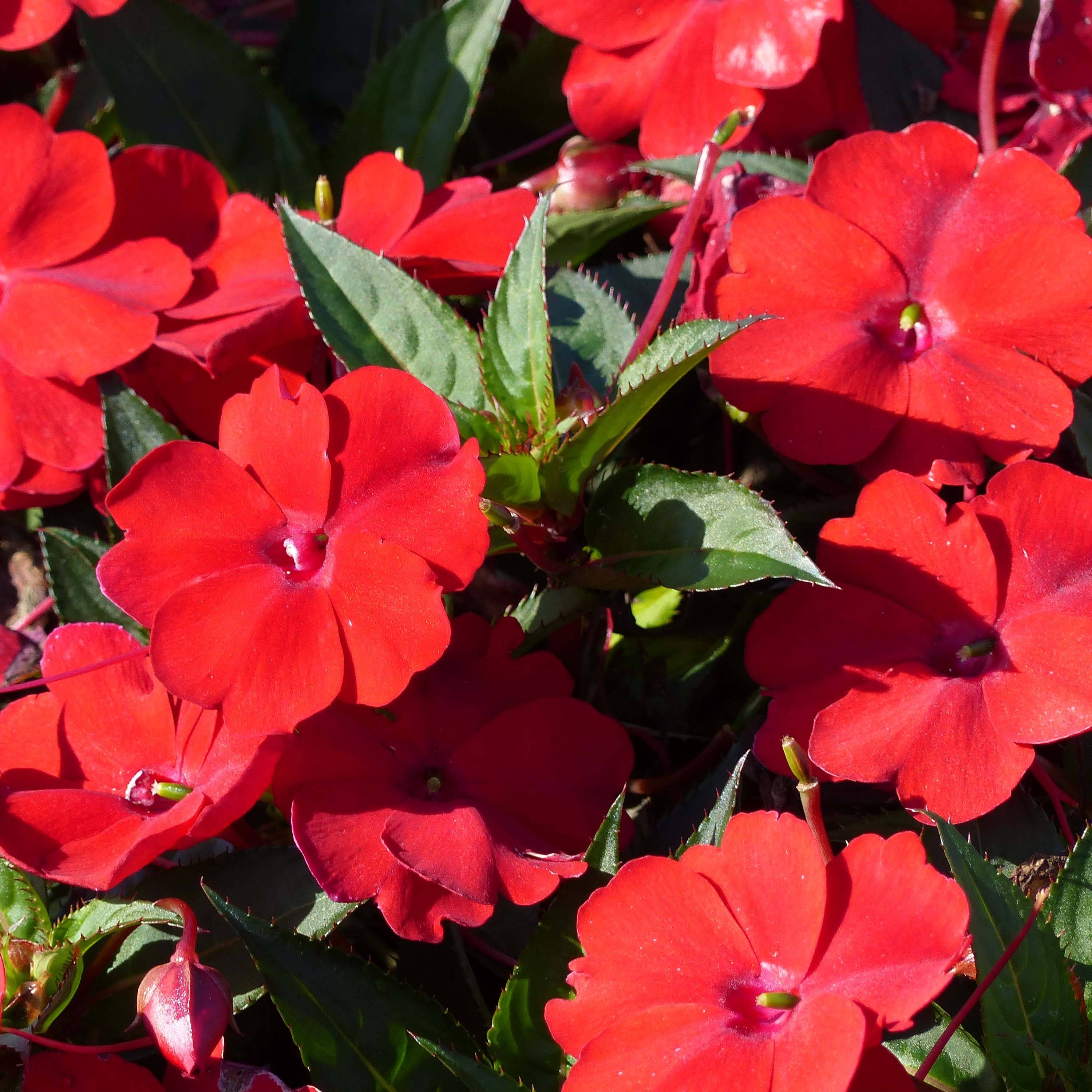 Impatiens SunPatiens Compact Red Mini-motte Ø 3/4 cm, Plant vert de 5 à 10 cm de haut (par 5)