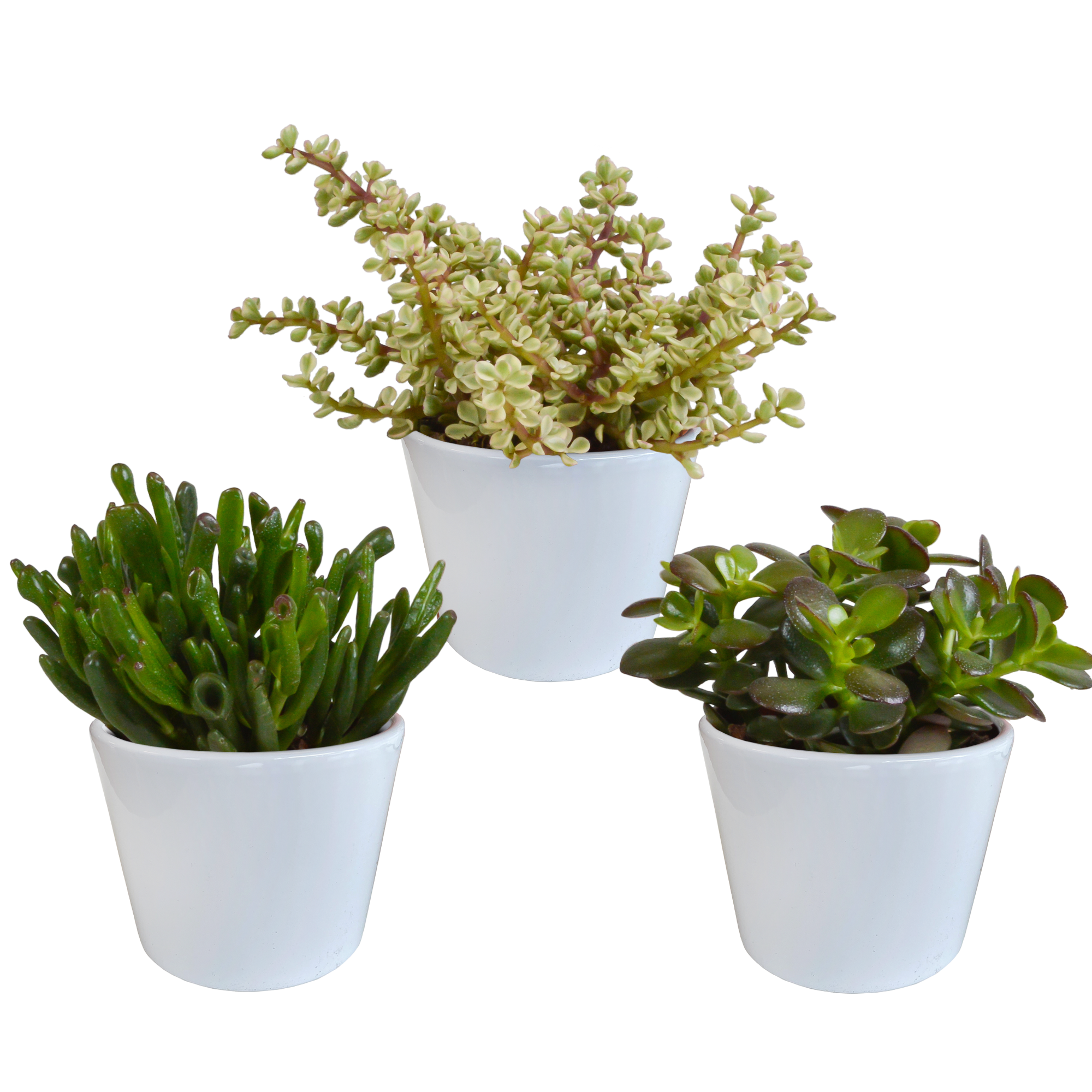3x Mélange de crassulas - en pot blanc - Ø10,5cm - ↕21cm - Plantes d’intérieur