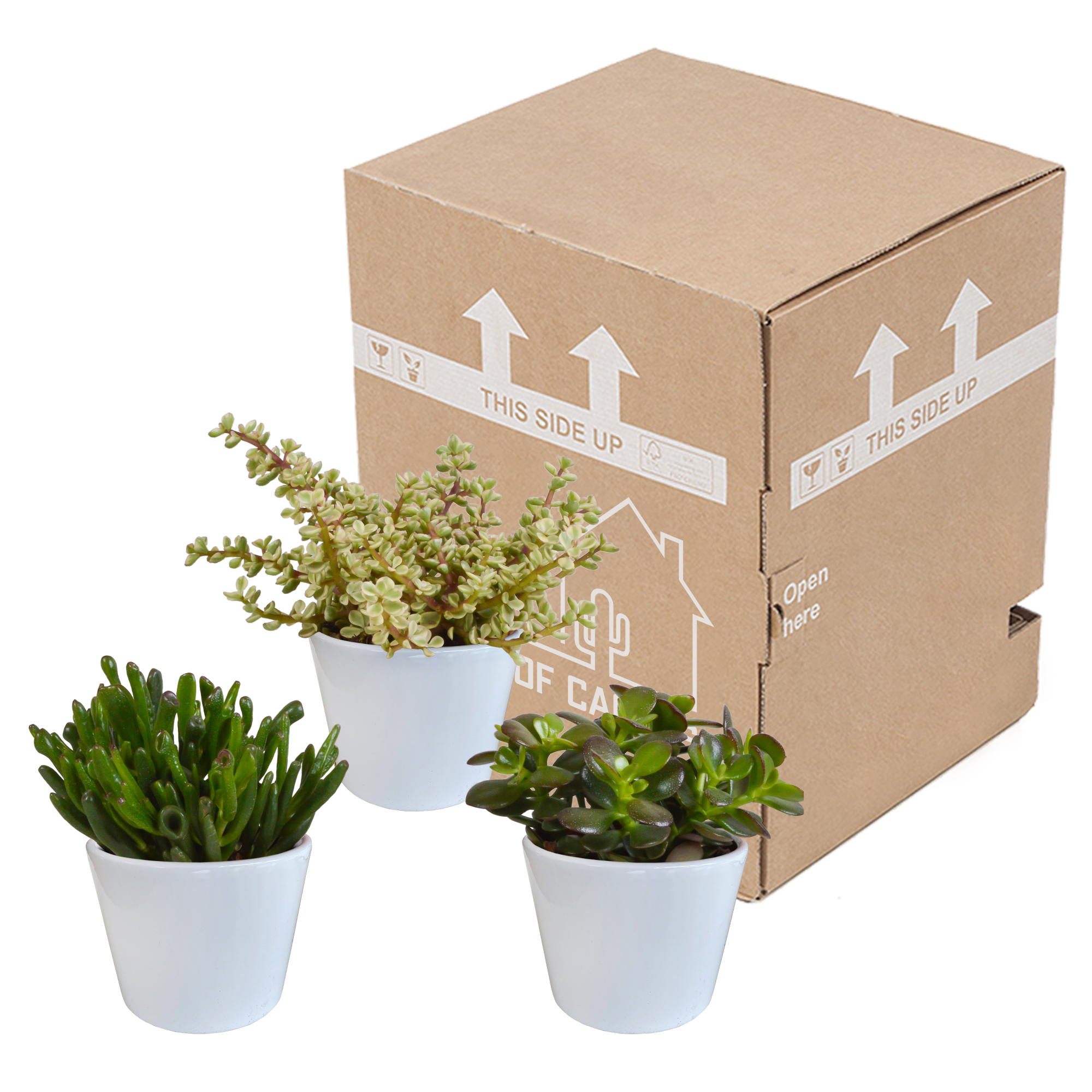 3x Mélange de crassulas - en pot blanc - Ø10,5cm - ↕21cm - Plantes d’intérieur - Image 3