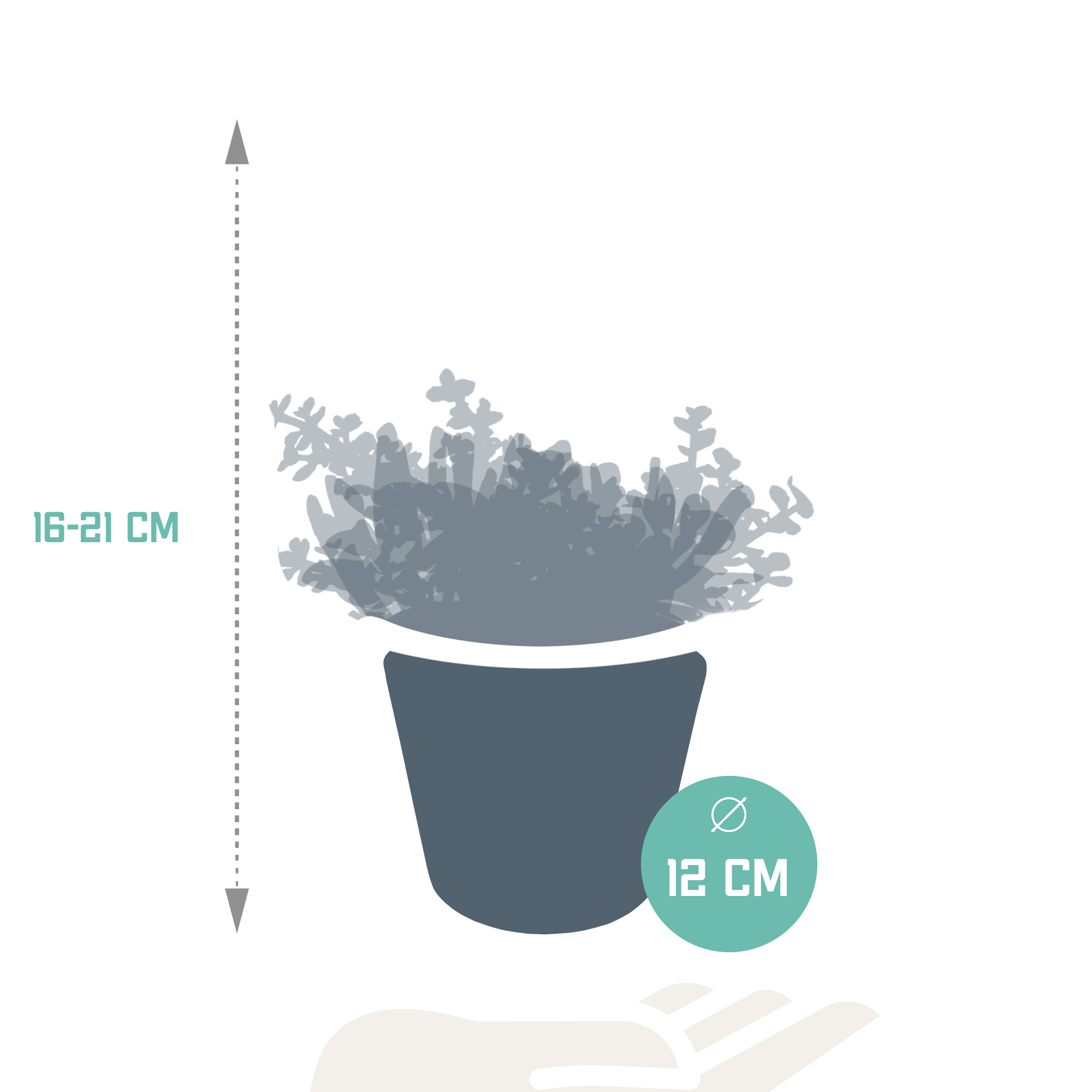 3x Mélange de crassulas - en pot blanc - Ø10,5cm - ↕21cm - Plantes d’intérieur - Image 2