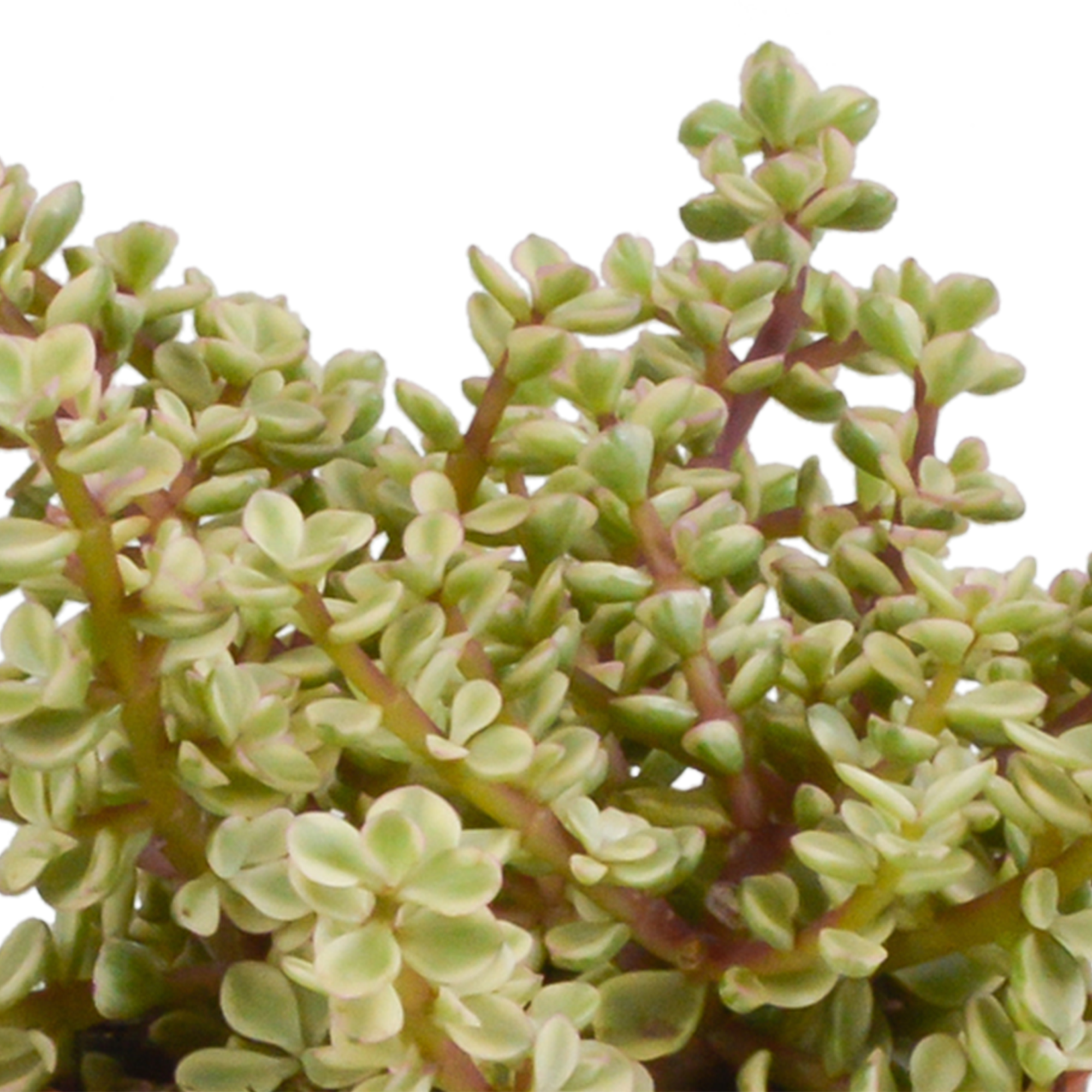 3x Mélange de crassulas - en pot blanc - Ø10,5cm - ↕21cm - Plantes d’intérieur - Image 5