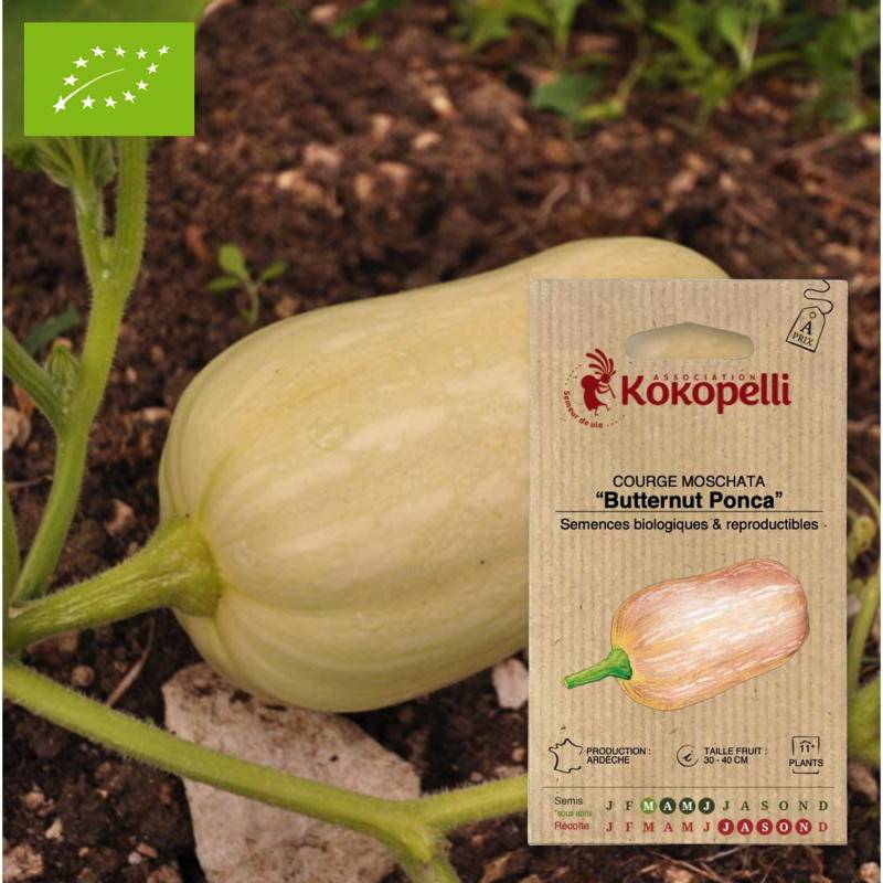 Graines bio à semer - Courge Moschata Butternut Ponca- Association Kokopelli