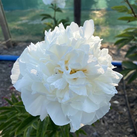 Promesse de Fleurs - Pivoine lactiflora Mistress Pot de 4L/5L
