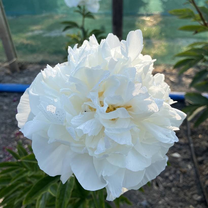 Promesse de Fleurs - Pivoine lactiflora Mistress Pot de 4L/5L
