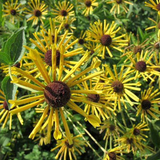 Rudbeckia subtomentosa Henry Eilers Godet de 8/9 cm