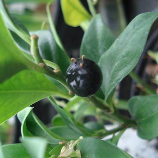 Promesse de Fleurs - Sarcococca confusa Pot de 2L/3L - Image 1