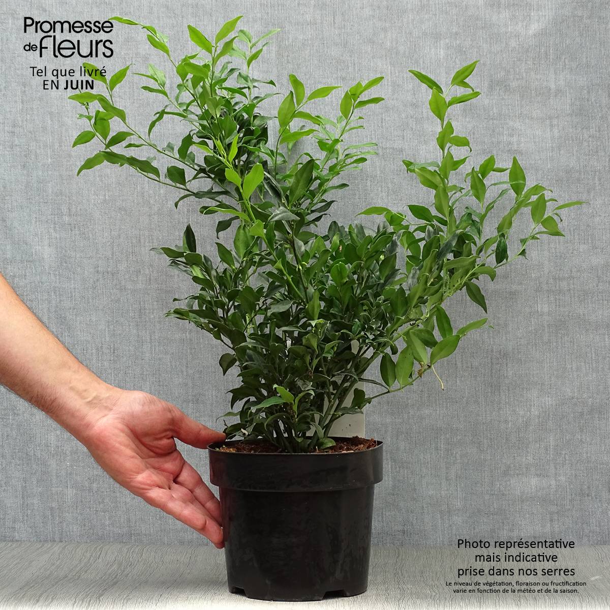 Promesse de Fleurs - Sarcococca confusa Pot de 2L/3L - Image 2