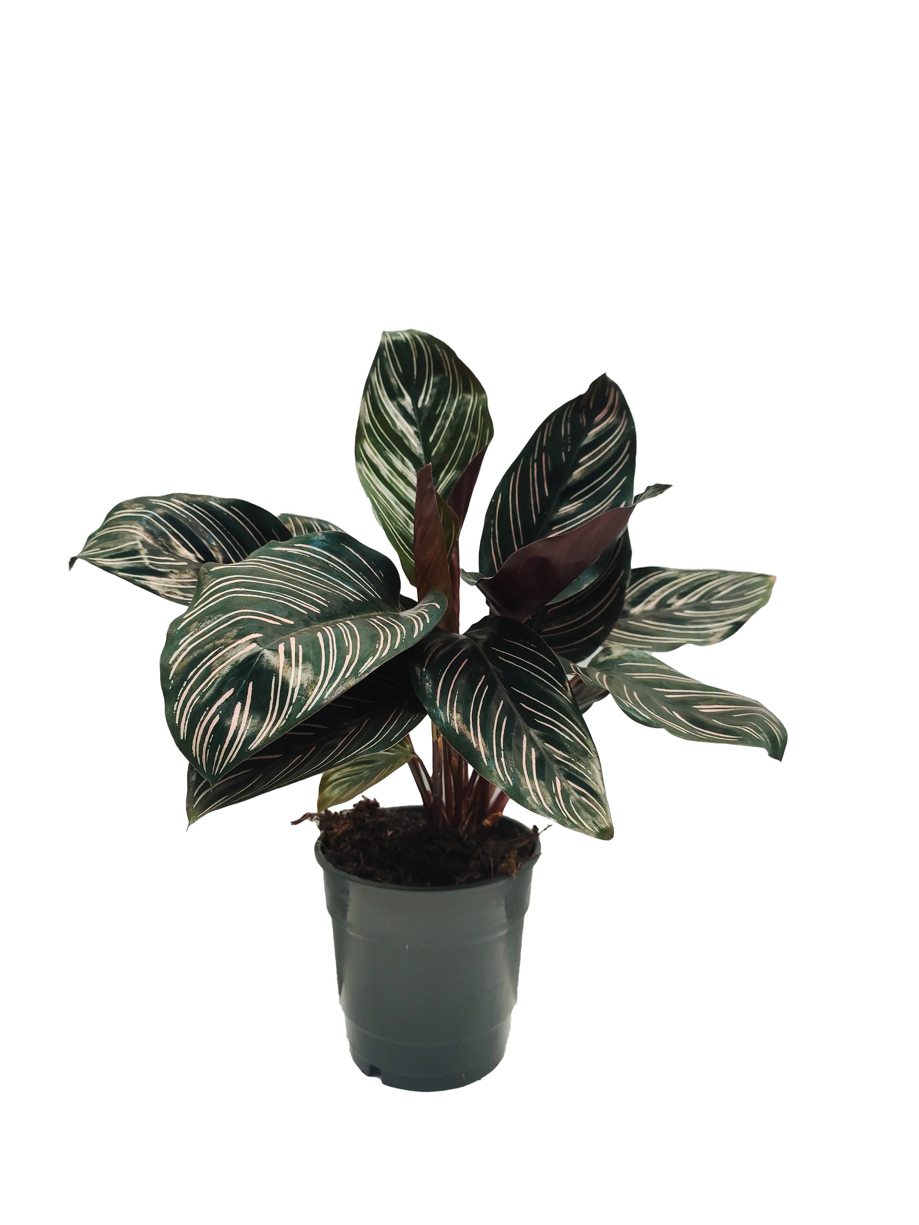 Horti-Flandre - Calathea Ornata Pot 12cm