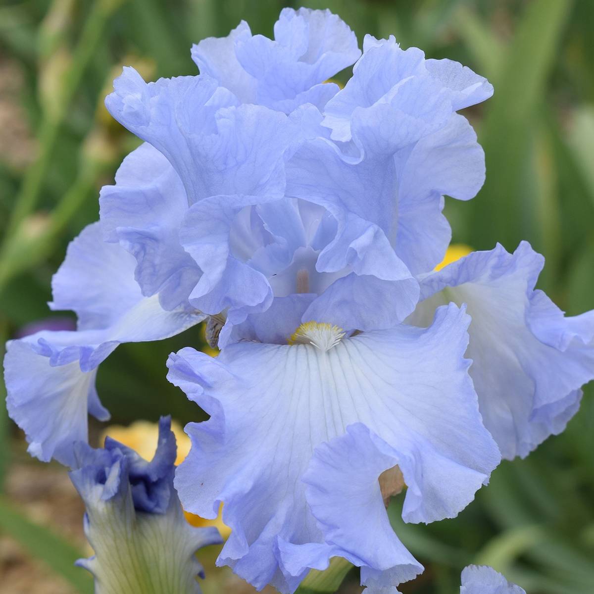 Promesse de Fleurs - Iris germanica Above The Clouds - Iris des Jardins Rhizome