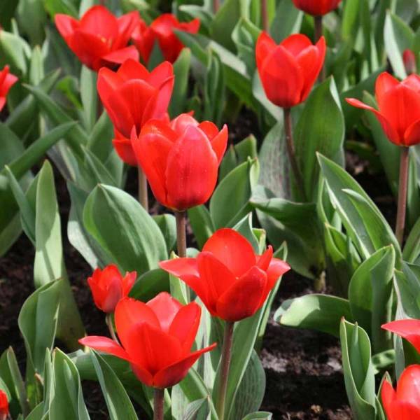 Promesse de Fleurs - Tulipe botanique kaufmanniana Showwinner Bulbe calibre 12+ (par 10)