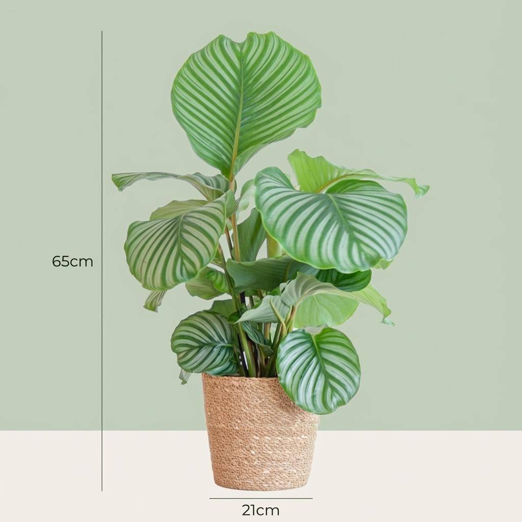 Calathea Orbifolia - Pot de 21cm - Hauteur 60 - 70cm - Panier - Plantes d'intérieur - Image 4