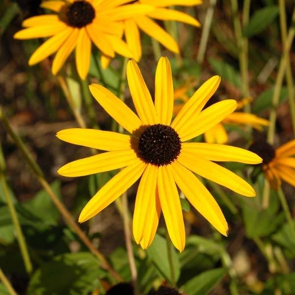 Promesse de Fleurs - Rudbeckia fulgida Goldsturm - Soleil vivace d'automne Pot de 2L/3L