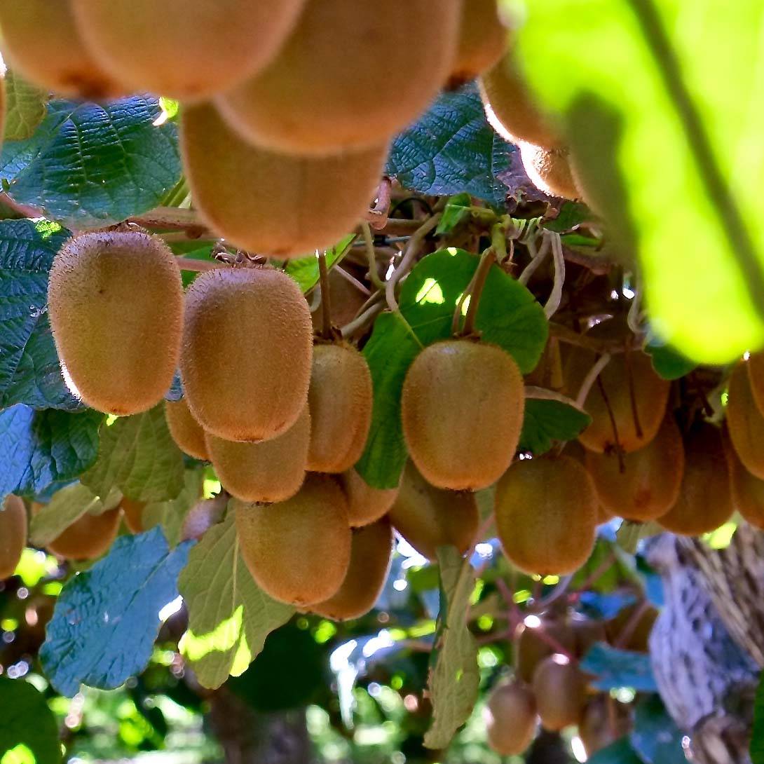 Kiwi femelle - Actinidia deliciosa Monty Pot de 2L/3L