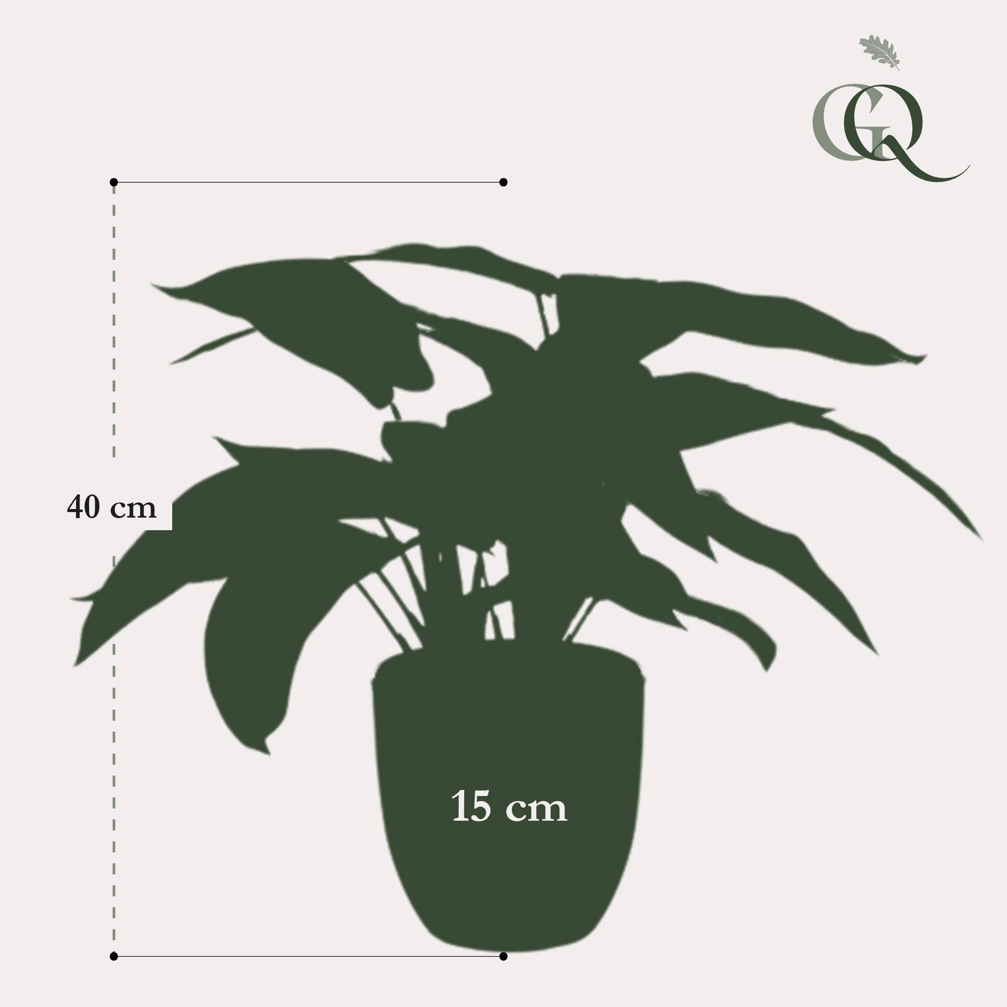 La Green Touch - Calathea Zebrina plante artificielle - h38cm, Ø15cm- La Green Touch - Image 4