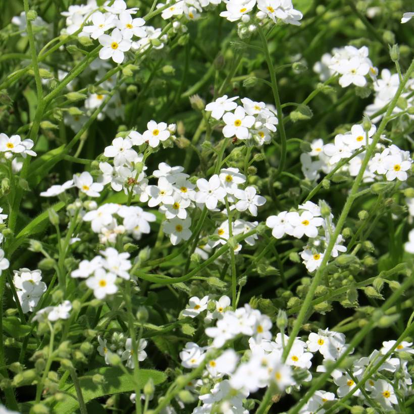 Graines de Myosotis des Alpes blanc - Myosotis alpestris le sachet de 700 graines environ (0.5g)