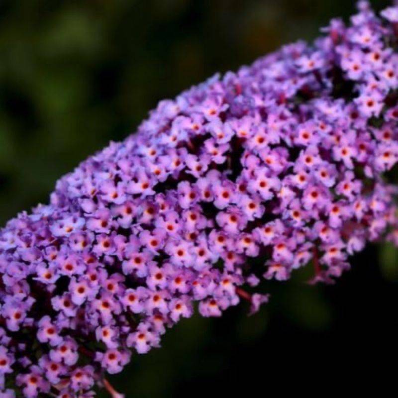 Arbre aux papillons 'Harlequin' (Buddleja davidii 'Harlequin') - Godet 9cm - Pépinières Naudet - Image 1