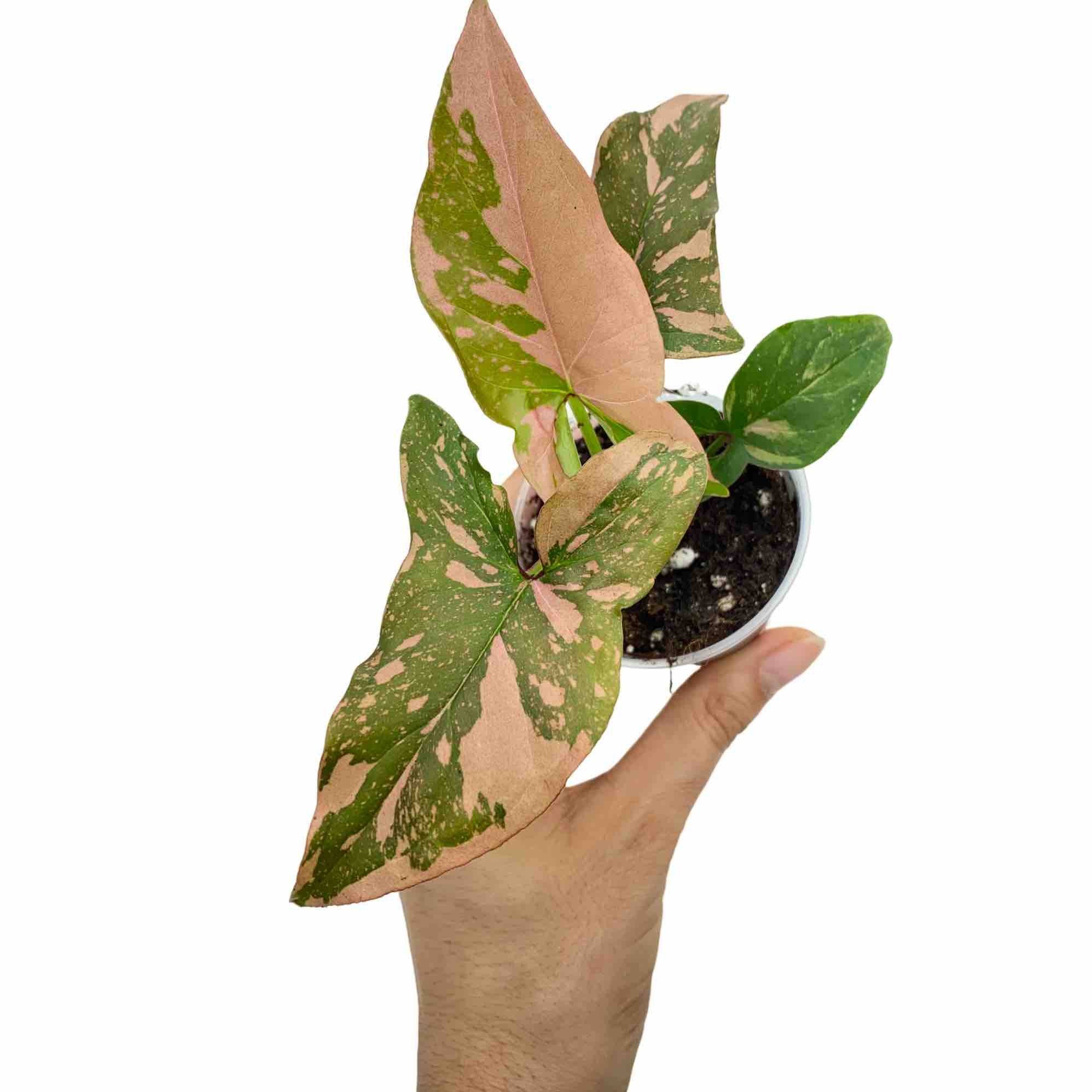 Syngonium Red Spot / Pink Splash - Pot de 6cm - Plantes d'intérieur