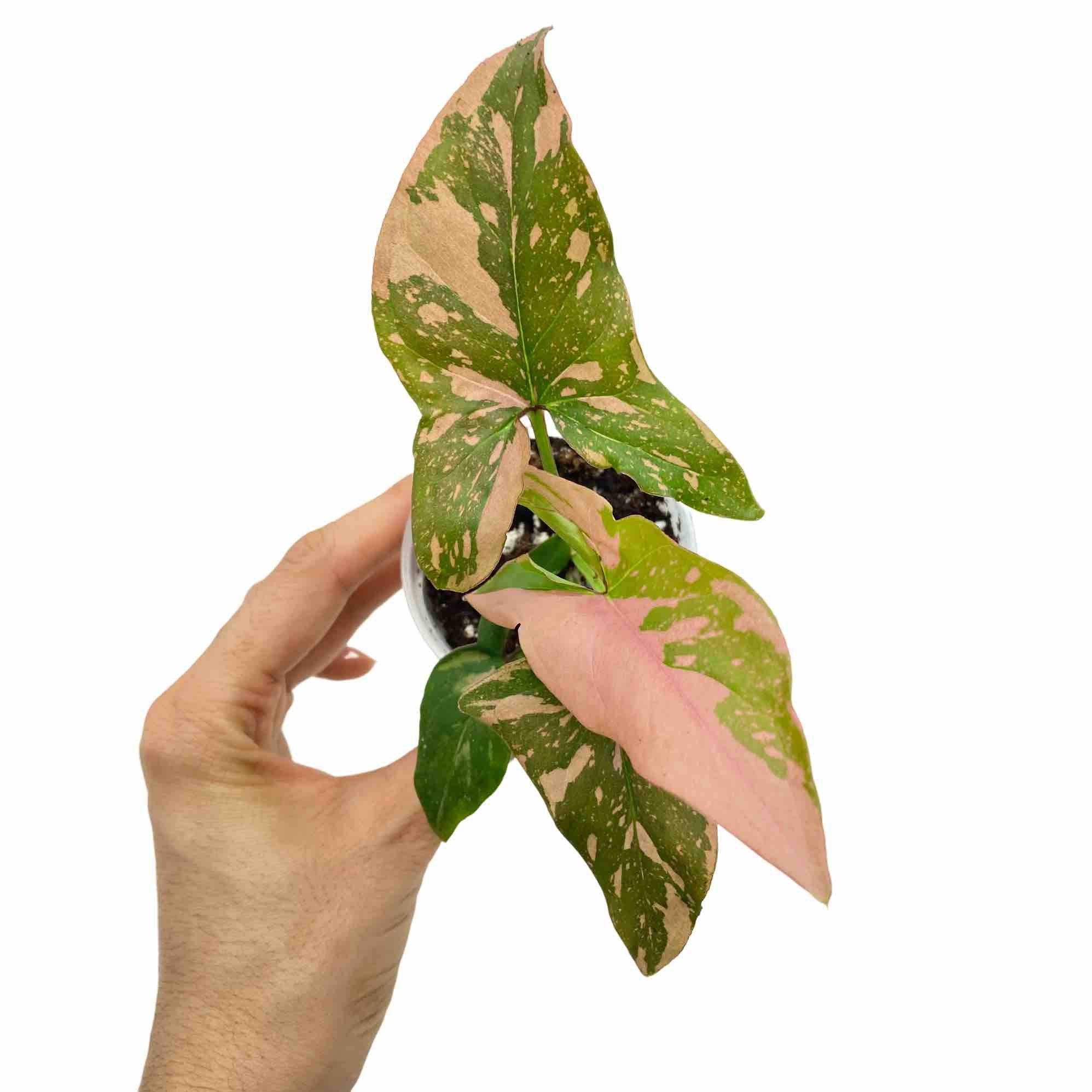 Syngonium Red Spot / Pink Splash - Pot de 6cm - Plantes d'intérieur - Image 2