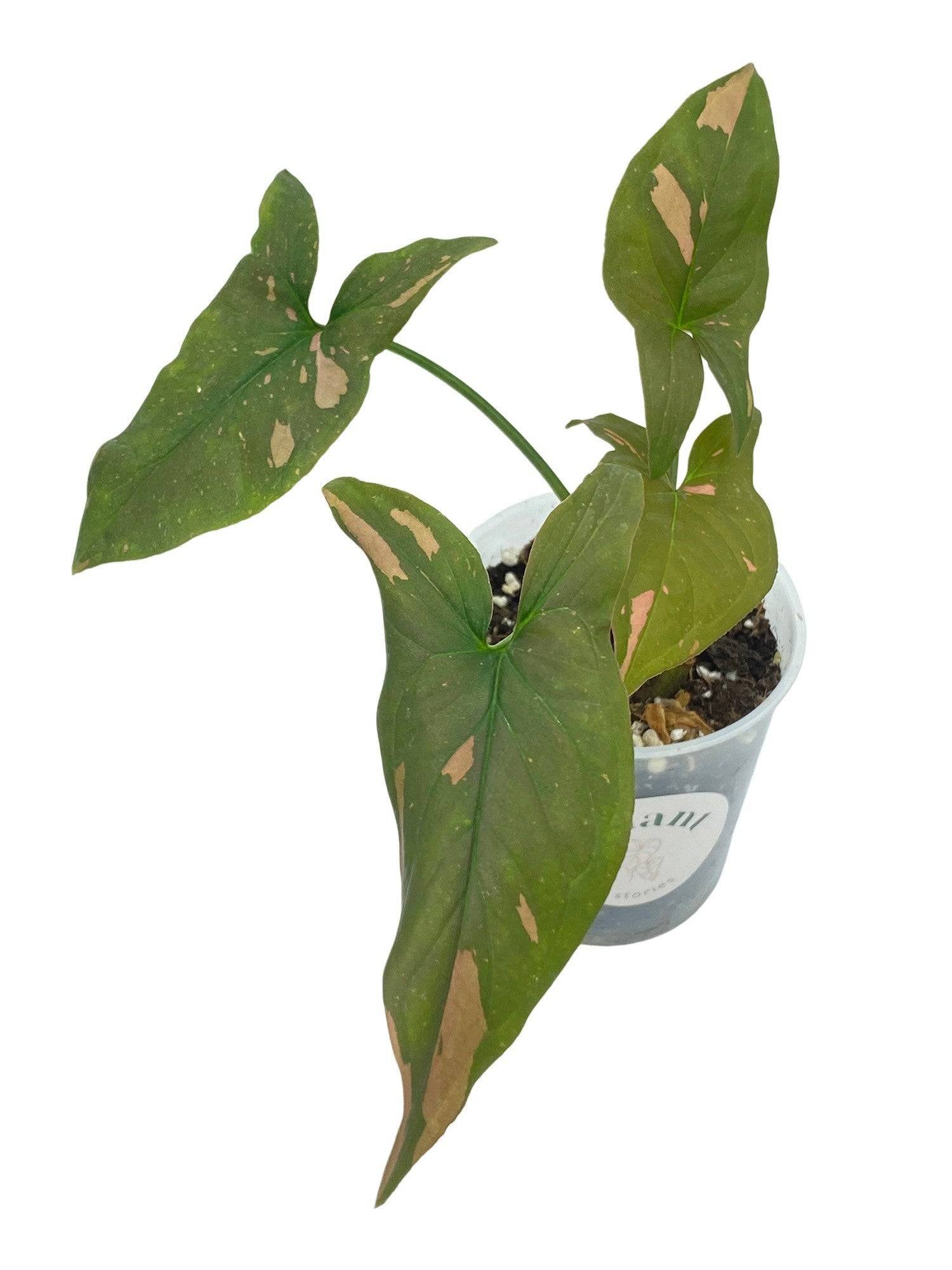 Syngonium Red Spot / Pink Splash - Pot de 6cm - Plantes d'intérieur - Image 4