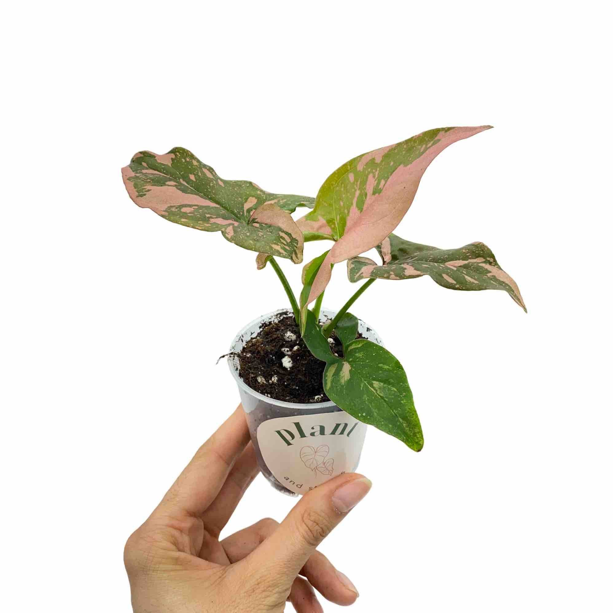 Syngonium Red Spot / Pink Splash - Pot de 6cm - Plantes d'intérieur - Image 6