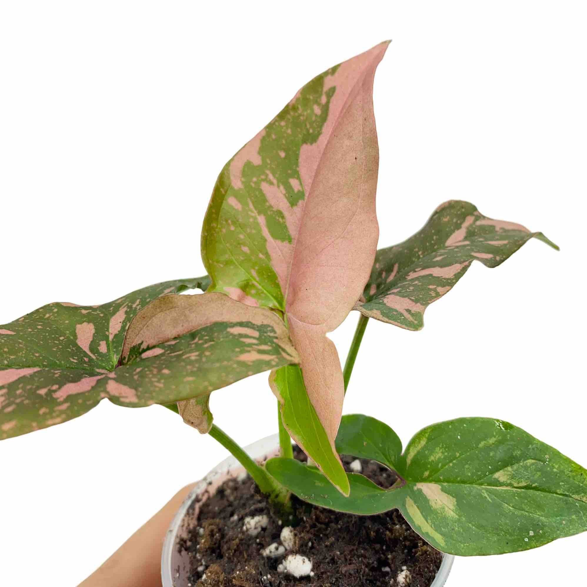 Syngonium Red Spot / Pink Splash - Pot de 6cm - Plantes d'intérieur - Image 3
