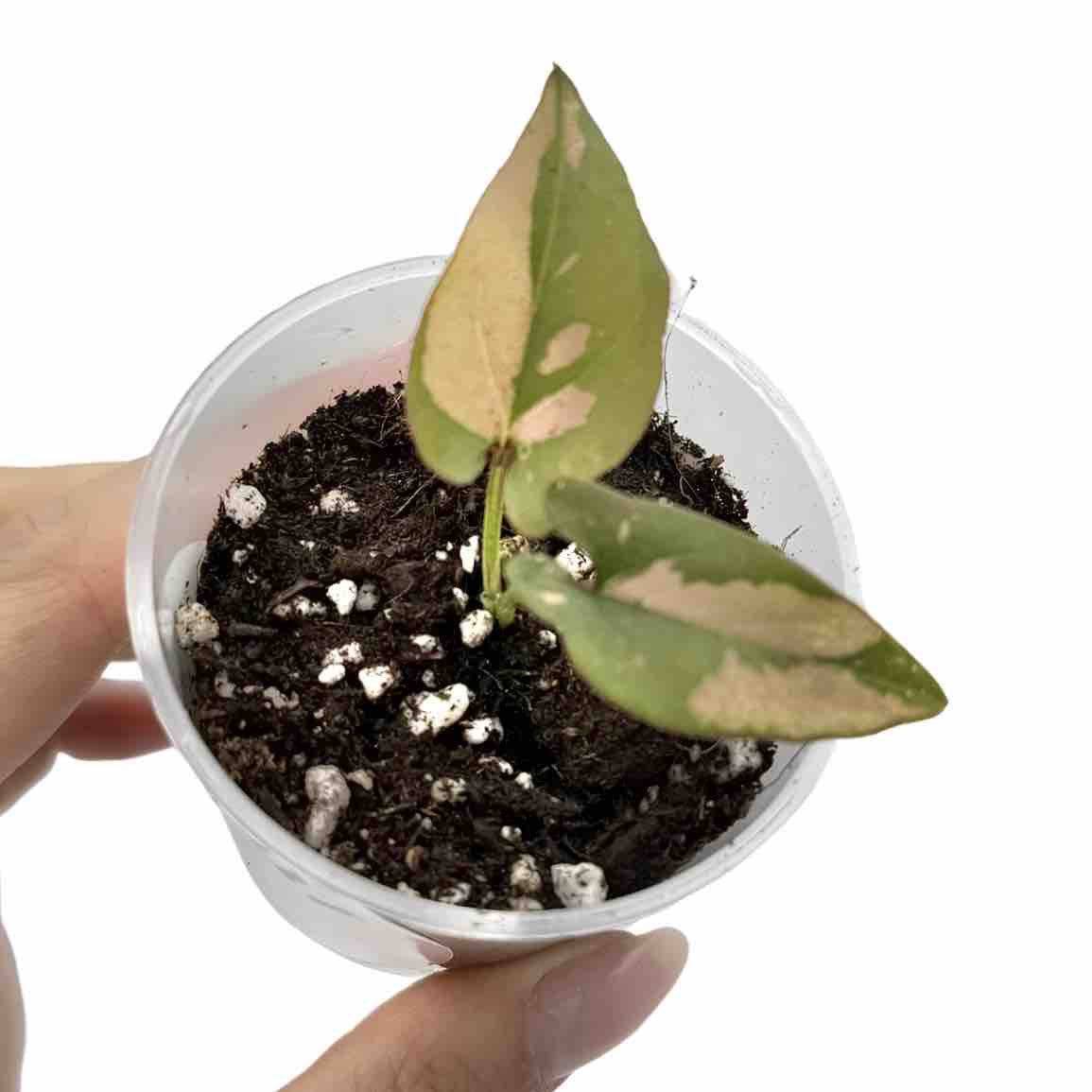 Syngonium Red Spot / Pink Splash - Pot de 6cm - Plantes d'intérieur - Image 7
